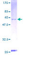 YWHAE / 14-3-3 Epsilon Protein - 12.5% SDS-PAGE of human YWHAE stained with Coomassie Blue