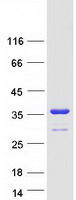 YWHAE / 14-3-3 Epsilon Protein - Purified recombinant protein YWHAE was analyzed by SDS-PAGE gel and Coomassie Blue Staining