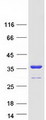 YWHAE / 14-3-3 Epsilon Protein - Purified recombinant protein YWHAE was analyzed by SDS-PAGE gel and Coomassie Blue Staining