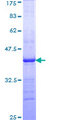 YWHAG / 14-3-3 Gamma Protein - 12.5% SDS-PAGE Stained with Coomassie Blue.