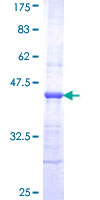 YWHAG / 14-3-3 Gamma Protein - 12.5% SDS-PAGE Stained with Coomassie Blue.