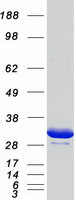 YWHAG / 14-3-3 Gamma Protein - Purified recombinant protein YWHAG was analyzed by SDS-PAGE gel and Coomassie Blue Staining