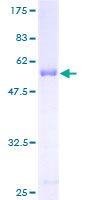 YWHAQ / 14-3-3 Theta Protein - 12.5% SDS-PAGE of human YWHAQ stained with Coomassie Blue