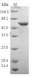 YWHAQ / 14-3-3 Theta Protein - (Tris-Glycine gel) Discontinuous SDS-PAGE (reduced) with 5% enrichment gel and 15% separation gel.