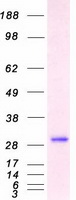 YWHAQ / 14-3-3 Theta Protein - Purified recombinant protein YWHAQ was analyzed by SDS-PAGE gel and Coomassie Blue Staining