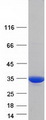 YWHAZ / 14-3-3 Zeta Protein - Purified recombinant protein YWHAZ was analyzed by SDS-PAGE gel and Coomassie Blue Staining