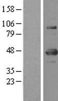 YY1 Protein - Western validation with an anti-DDK antibody * L: Control HEK293 lysate R: Over-expression lysate