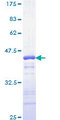 YY1 Protein - 12.5% SDS-PAGE Stained with Coomassie Blue.
