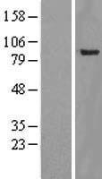 YY1AP1 Protein - Western validation with an anti-DDK antibody * L: Control HEK293 lysate R: Over-expression lysate