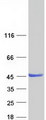 ZADH2 Protein - Purified recombinant protein ZADH2 was analyzed by SDS-PAGE gel and Coomassie Blue Staining