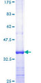 ZAP70 Protein - 12.5% SDS-PAGE Stained with Coomassie Blue.