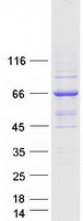 ZAP70 Protein - Purified recombinant protein ZAP70 was analyzed by SDS-PAGE gel and Coomassie Blue Staining