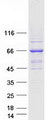 ZAP70 Protein - Purified recombinant protein ZAP70 was analyzed by SDS-PAGE gel and Coomassie Blue Staining