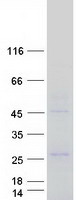 ZAR1 Protein - Purified recombinant protein ZAR1 was analyzed by SDS-PAGE gel and Coomassie Blue Staining