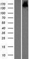 ZBED9 / SCAND3 Protein - Western validation with an anti-DDK antibody * L: Control HEK293 lysate R: Over-expression lysate