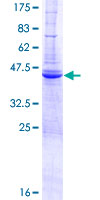 ZBP1 Protein - 12.5% SDS-PAGE of human ZBP1 stained with Coomassie Blue
