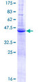 ZBP1 Protein - 12.5% SDS-PAGE of human ZBP1 stained with Coomassie Blue