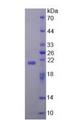 ZBP1 Protein - Recombinant Z-DNA Binding Protein 1 By SDS-PAGE