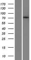 ZBTB1 Protein - Western validation with an anti-DDK antibody * L: Control HEK293 lysate R: Over-expression lysate