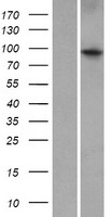 ZBTB10 Protein - Western validation with an anti-DDK antibody * L: Control HEK293 lysate R: Over-expression lysate