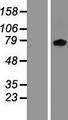ZBTB24 / BIF1 Protein - Western validation with an anti-DDK antibody * L: Control HEK293 lysate R: Over-expression lysate
