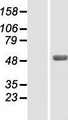 ZBTB26 Protein - Western validation with an anti-DDK antibody * L: Control HEK293 lysate R: Over-expression lysate