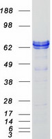 ZBTB3 Protein - Purified recombinant protein ZBTB3 was analyzed by SDS-PAGE gel and Coomassie Blue Staining