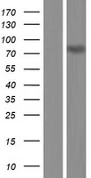 ZBTB33 / Kaiso Protein - Western validation with an anti-DDK antibody * L: Control HEK293 lysate R: Over-expression lysate
