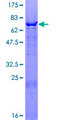 ZBTB37 Protein - 12.5% SDS-PAGE of human ZBTB37 stained with Coomassie Blue