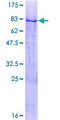 ZBTB6 Protein - 12.5% SDS-PAGE of human ZNF482 stained with Coomassie Blue