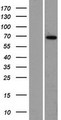 ZBTB7C Protein - Western validation with an anti-DDK antibody * L: Control HEK293 lysate R: Over-expression lysate