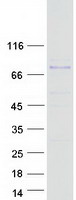 ZBTB7C Protein - Purified recombinant protein ZBTB7C was analyzed by SDS-PAGE gel and Coomassie Blue Staining