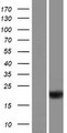 ZBTB8OS Protein - Western validation with an anti-DDK antibody * L: Control HEK293 lysate R: Over-expression lysate