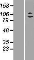 ZC3H11A Protein - Western validation with an anti-DDK antibody * L: Control HEK293 lysate R: Over-expression lysate