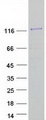 ZC3H12C Protein - Purified recombinant protein ZC3H12C was analyzed by SDS-PAGE gel and Coomassie Blue Staining