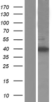 ZC3H12D Protein - Western validation with an anti-DDK antibody * L: Control HEK293 lysate R: Over-expression lysate
