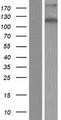 ZC3H7B Protein - Western validation with an anti-DDK antibody * L: Control HEK293 lysate R: Over-expression lysate