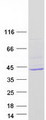 ZC3HAV1L Protein - Purified recombinant protein ZC3HAV1L was analyzed by SDS-PAGE gel and Coomassie Blue Staining