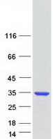 ZC4H2 Protein - Purified recombinant protein ZC4H2 was analyzed by SDS-PAGE gel and Coomassie Blue Staining