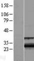 ZCCHC24 Protein - Western validation with an anti-DDK antibody * L: Control HEK293 lysate R: Over-expression lysate