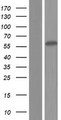 ZCCHC5 Protein - Western validation with an anti-DDK antibody * L: Control HEK293 lysate R: Over-expression lysate