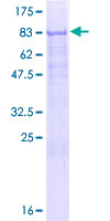 ZCWPW1 Protein - 12.5% SDS-PAGE of human ZCWPW1 stained with Coomassie Blue