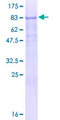 ZCWPW1 Protein - 12.5% SDS-PAGE of human ZCWPW1 stained with Coomassie Blue
