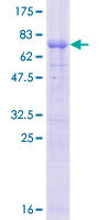 ZCWPW2 Protein - 12.5% SDS-PAGE of human ZCWPW2 stained with Coomassie Blue