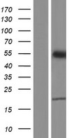 ZDHHC14 Protein - Western validation with an anti-DDK antibody * L: Control HEK293 lysate R: Over-expression lysate