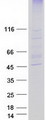 ZDHHC2 Protein - Purified recombinant protein ZDHHC2 was analyzed by SDS-PAGE gel and Coomassie Blue Staining