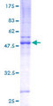 ZDHHC7 Protein - 12.5% SDS-PAGE of human ZDHHC7 stained with Coomassie Blue