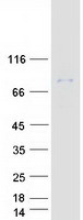 ZER1 Protein - Purified recombinant protein ZER1 was analyzed by SDS-PAGE gel and Coomassie Blue Staining