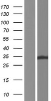 ZFAND1 Protein - Western validation with an anti-DDK antibody * L: Control HEK293 lysate R: Over-expression lysate