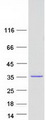 ZFAND1 Protein - Purified recombinant protein ZFAND1 was analyzed by SDS-PAGE gel and Coomassie Blue Staining